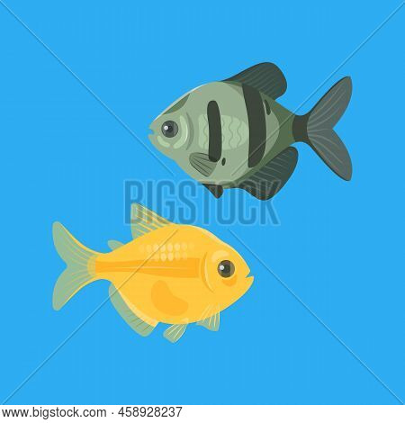 Black And Orange Ternetia Fish Isolated On Blue Background