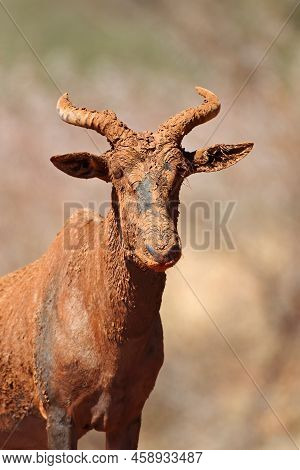Portrait Of A Tsessebe Antelope (damaliscus Lunatus) Covered In Mud, Mokala National Park, South Afr