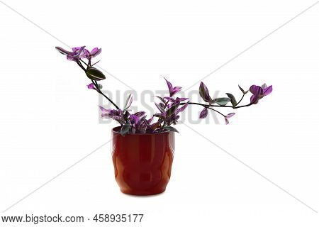 Potted Tradescantia Nanouk  Plant Isolated On White Background