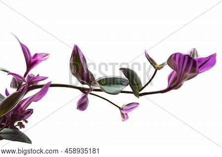 Tradescantia Nanouk  Branch Isolated On White Background