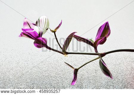 Close Up Of Tradescantia Nanouk Branch Against Glass Background