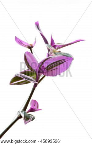 Tradescantia Nanouk Branch Isolated On White Background