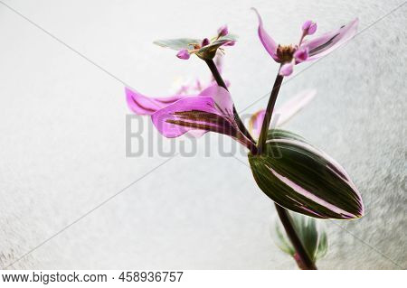 Close Up Of Tradescantia Nanouk Against Glass Background