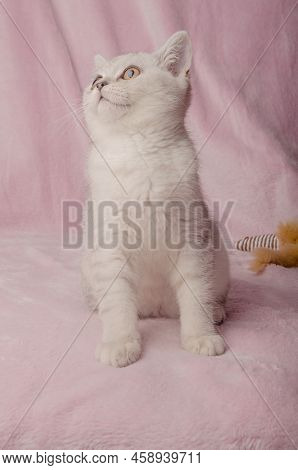 Scotish Silver Cat. Home Scotish Silver Cat
