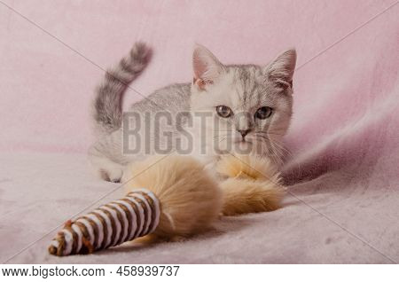 Scotish Silver Cat. Home Scotish Silver Cat