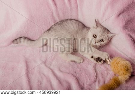 Scotish Silver Cat. Home Scotish Silver Cat