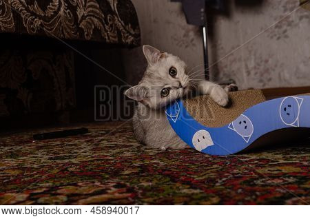 Scotish Silver Cat. Home Scotish Silver Cat