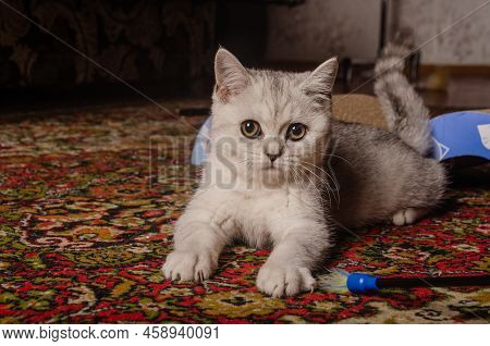Scotish Silver Cat. Home Scotish Silver Cat