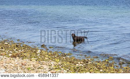 Black Wet Dog Bathes In The Sea