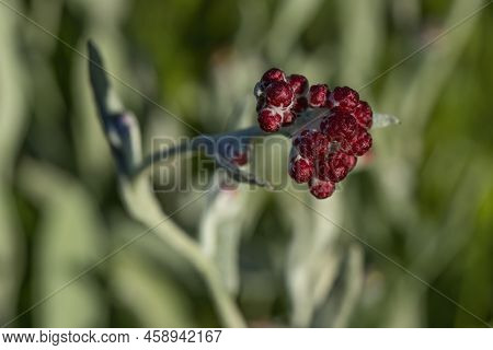 A Selective Focus Image Of A Red Everlasting Flower In A Meadow.