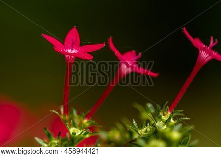 The Blooming Egyptian Starcluster Flower Is Red, Shaped Like A Mini Trumpet With Star-shaped Petals
