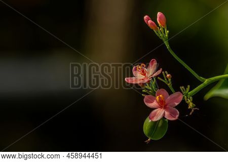 Flowers And Fruit Of Jatropha Integerrima Jacq, Flowers Are Pink While The Fruit Is Like Green Balls