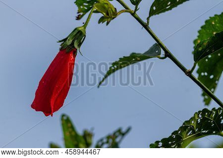 Mazapan Flowers Blooming In The Shape Of Red Bells, Blurred Green Foliage Background