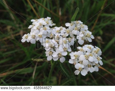 Yarrow Flowers. The Photo Shows A Close-up Of White Yarrow Flowers In The Grass.