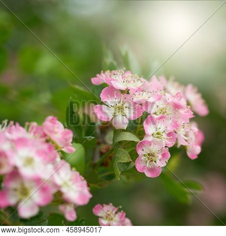 Pink Flowering Single Seeded Hawthorn, Crataegus Monogyna During Flowering In Spring In A Park