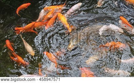 Koi Karp In A Pond, Busy During Feeding Time