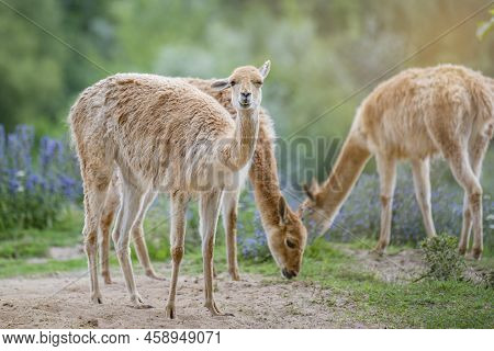 Vicuna. Several Vicunas Stand On A Hillock In The Evening Sun And Eat Grass. An Animal Similar To A 