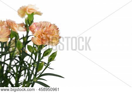 Orange Flower Of 'dianthus Caryophyllus' Plant On White Background