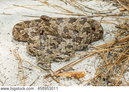 A Close Up Of A Gray Ratsnake In Florida.