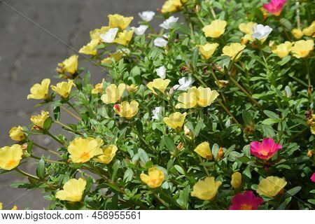 Portulaca ( Green Purslane ) Flowers. Portulacaceae Evergreen Perennial Plants. Colorful Flowers Blo