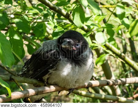Close-up Shot Of The Juvenile Hooded Crow (corvus Cornix) With Dark Plumage With Blue And Grey Eyes 