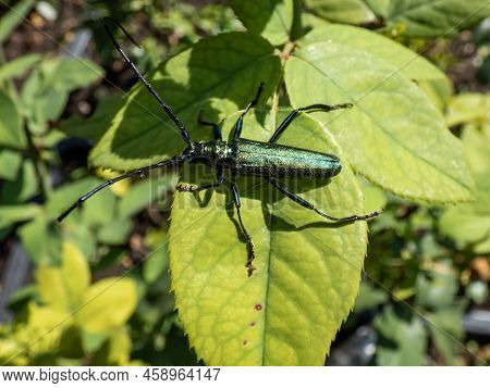 Macro Shot Of Adult Musk Beetle (aromia Moschata) With Very Long Antennae And Coppery And Greenish M