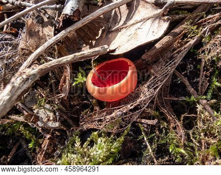 Cup-shaped Fungus Scarlet Elfcup (sarcoscypha Austriaca) Fruit Bodies Growing Near Fallen Pieces Of 