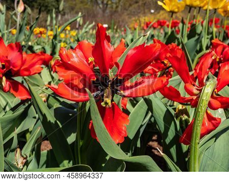 Close-up Shot Of The Darwin Hybrid Tulip Exotic Bird With Signal Red Colour And Particular Shaped Pe