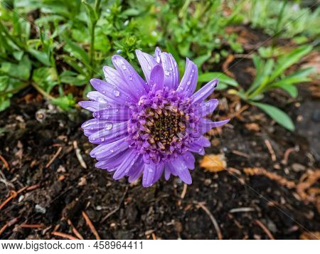 Close Up Shot Of The Alpin Aster Or Blue Alpine Daisy (aster Alpinus) Flowering With Large Daisy-lik