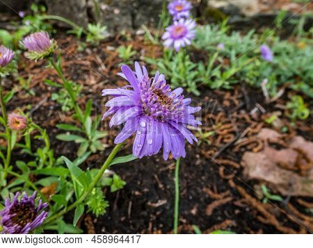 Close Up Shot Of The Alpin Aster Or Blue Alpine Daisy (aster Alpinus) Flowering With Large Daisy-lik