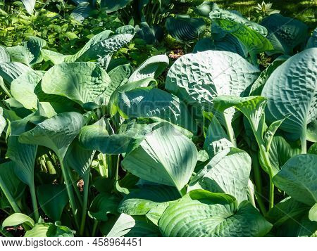 One Of The Largest Hosta ′blue Umbrellas′ With Giant, Blue-green, Thick-textured, Corrugated, Heart 
