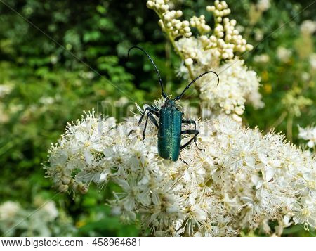 Macro Shot Of Adult Musk Beetle (aromia Moschata) With Very Long Antennae And Coppery And Greenish M