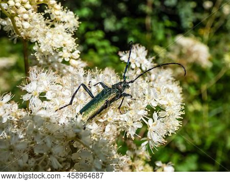 Macro Shot Of Adult Musk Beetle (aromia Moschata) With Very Long Antennae And Coppery And Greenish M