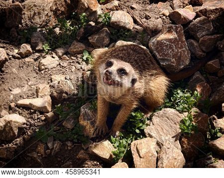 Meerkat (lat. Suricata Suricatta) Mammal From The Mongoose Family.