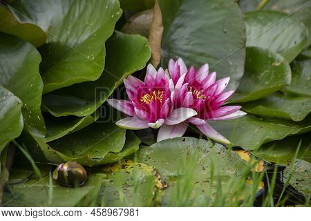 Two Pink Water Lily Lotus Flowers And Green Round Leaves On A Pond. High Quality Photo