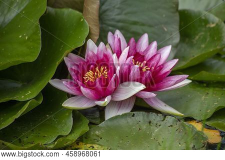 Macro Two Pink Water Lily Lotus Flowers And Green Round Leaves On A Pond. High Quality Photo