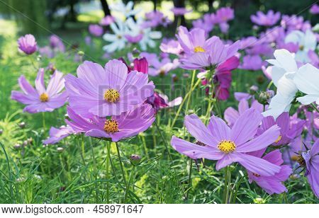 Pink Kosmea Flowers Against The Background Of Green Foliage In A Summer Park.