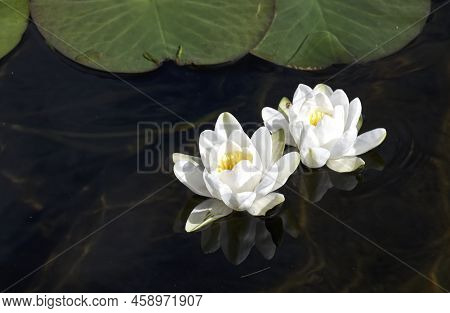 Water Lilies Blooming During Summer On Loch Lomond
