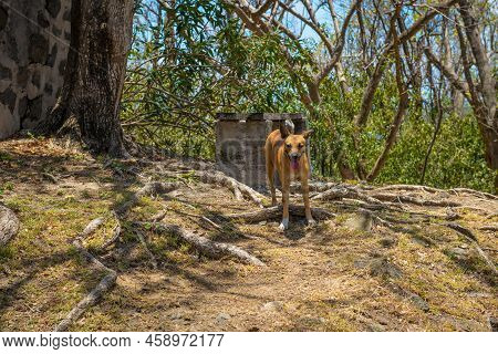 A Wild Dog Roams Pigeon Island In Saint Lucia.