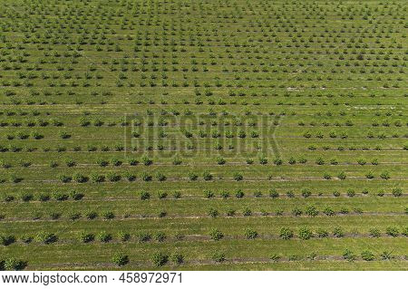Growing Apples View From A Quadcopter, Orchard Photo From Height, Young Apple Orchard From A Height.