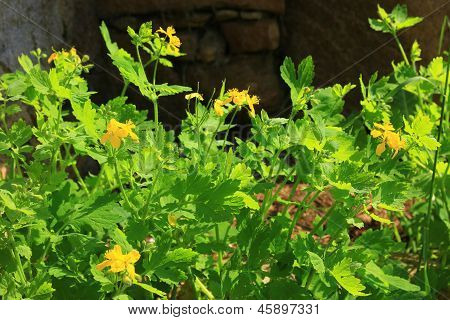 Schöllkraut (Chelidonium Majus)