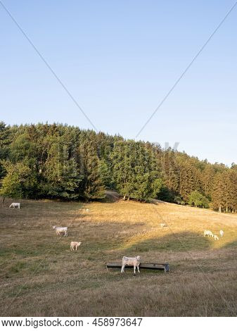 Cows In Rural Countryside  Landscape Of Parc Regional Naturel De Vosges Du Nord In France