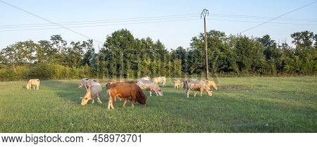 Bull And Cows In Rural Countryside  Landscape Of Parc Regional Naturel De Vosges Du Nord In France