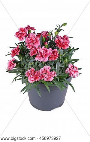 Pink Dianthus Flowers In Pot On White Background