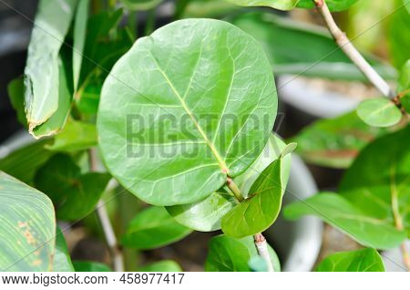 Coccoloba Uvifera , Sea Grape Or Polygonaceae Plant