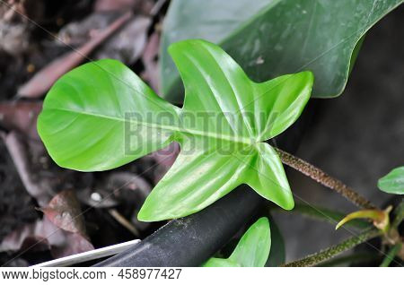 Philodendron Pedatum, Philodendron Or Araceae Plant In The Garden