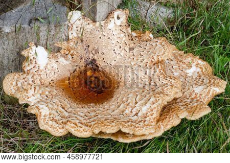 Close-up Of Scaly Tinder Fungus, Cerioporus Squamosus, On Stump. Beautiful Brown Mushroom With Crack