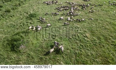 Tarpan Horses In Nature. Wild Horses. Wildlife And Nature Background. Herd Of Wild Horses Tarpan On 