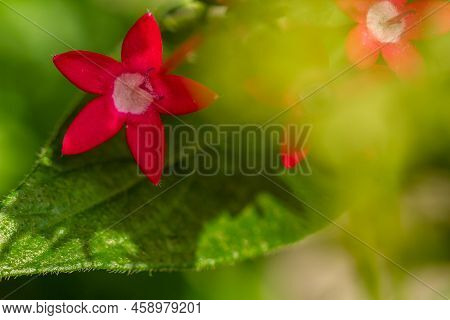 The Blooming Egyptian Starcluster Flower Is Red, Shaped Like A Mini Trumpet With Star-shaped Petals