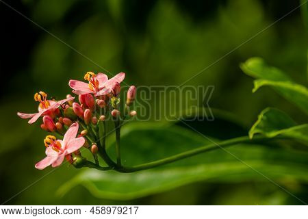 Flowers And Fruit Of Jatropha Integerrima Jacq, Flowers Are Pink While The Fruit Is Like Green Balls